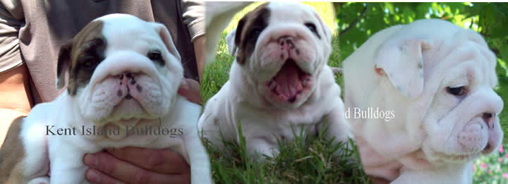English bulldog puppies for sale